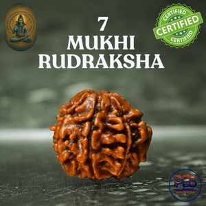 7 Mukhi 100% Natural Nepali Rudraksha - (Authentic with Certificate)